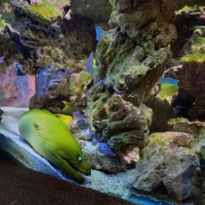 ����: ������