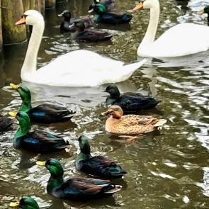 ���� ��������: 