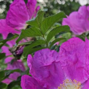 ���� ��������: 