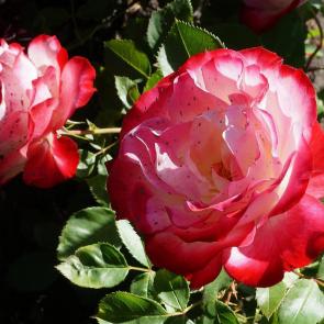 ����: ������  ������