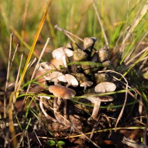 ����: ����� ������ ���