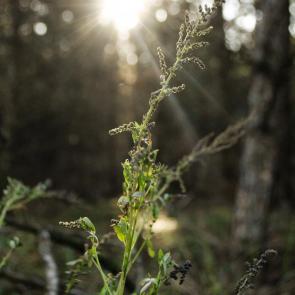 ���� ��������: ��� ��� ������� ����� ����