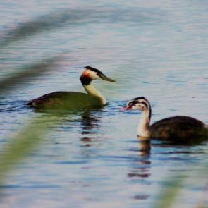 ����: �����