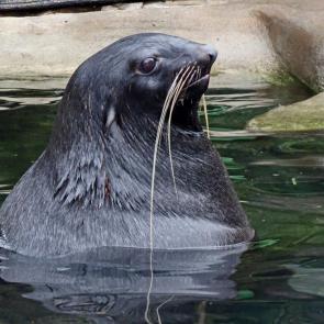 ����: �����.