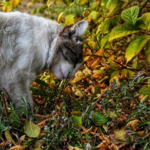 ����: ��� ���