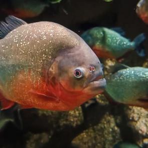 ����: �������