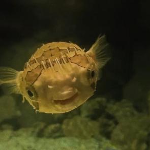 ����: �������