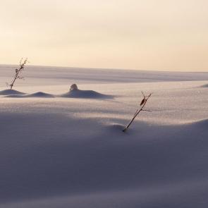 ����: ���������� ������ ���� .