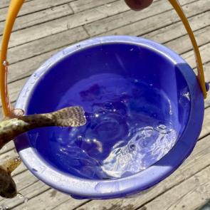 ����: �����