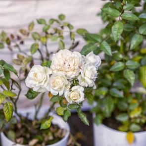 ����: ������ ������