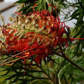 ���� ��������: ���������