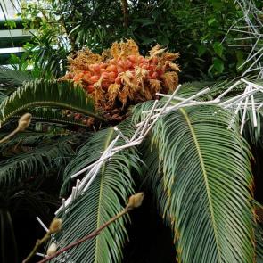 ���� ��������: ��������  ���������� .