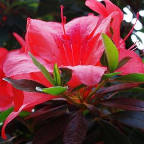 ���� ��������: �����������