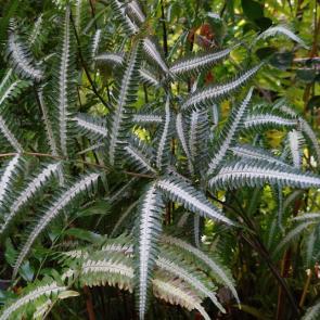 ���� ��������: ���������� . ����������  ���������� .