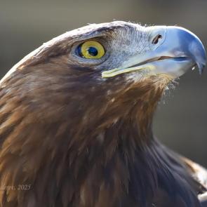 ����: ������