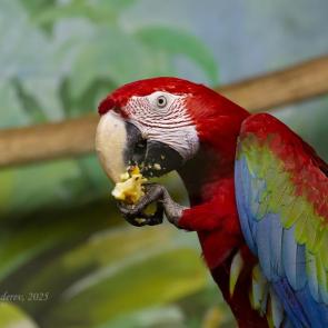 ����: ������� ���