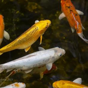 ����: ����� ���