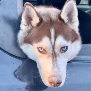 ����: ��������