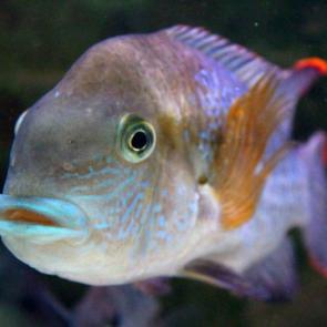 ����: ����������� �����