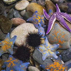 ����: ��� ��� �������� ��� ������� ))