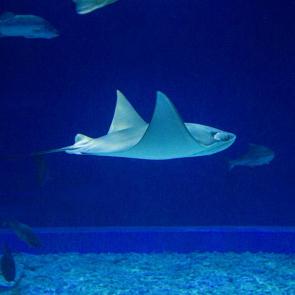 ����: ��������� ���� �����