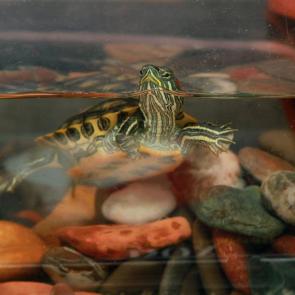 ����: ��� � ��� ���������