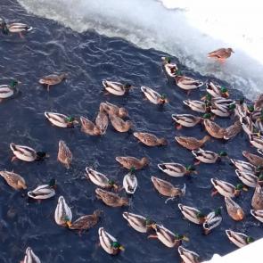 ���� ��������: ����� �����...