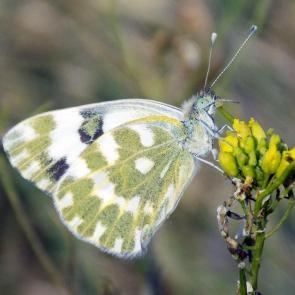 ����: �������� �������