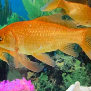 ����: �����