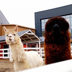 �������� ������ ���