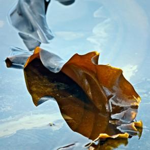 ����: ������� �������