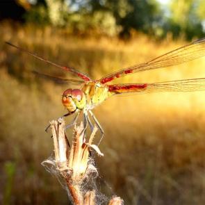 ����: ���������� ��������!