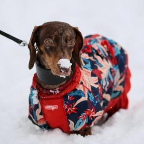 ����: ������ ����