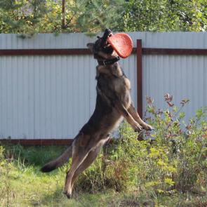 ����: ������� ���� ������