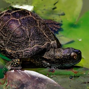 ����: ������� ����, ������� ��������. 