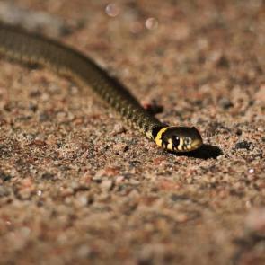 ����: ����