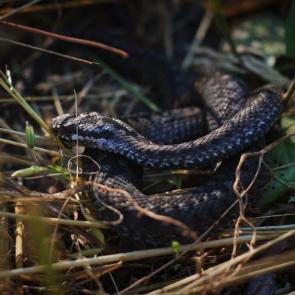 ����: ����������