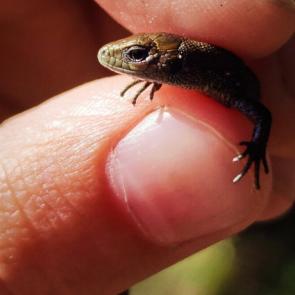 ����: ������