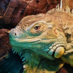 ����: ������