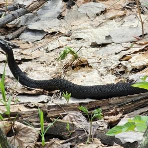 ����: ������