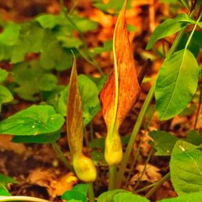 ���� ��������: �������� ����������� ������ � ������ 2