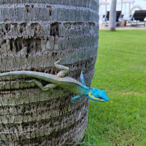 ����: �����