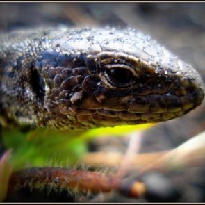 ����: ������