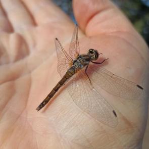 ����: ������