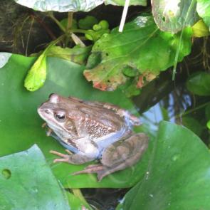 ����: �������-�������