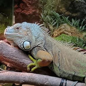 ����: ������