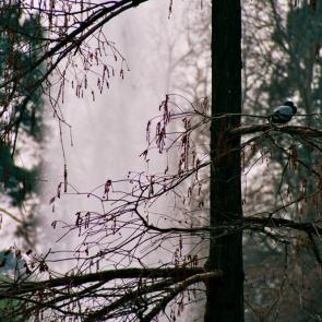 �������� ���