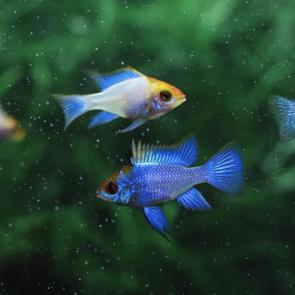 ����: ������������ ��������