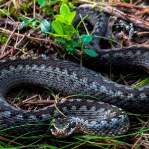 ����: ������ ������.