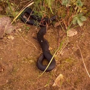 ����: ������